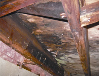 mold and rot in a Gulfport crawl space