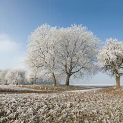 Frost covering trees and a grassy field in Kosciusko