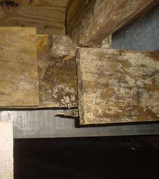 Extensive basement rot found in New Orleans by MidSouth Crawl Space Solutions