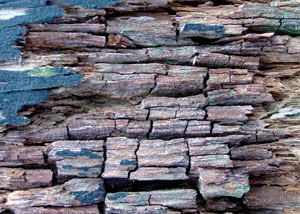 Dry rot damaging wood in Lafayette