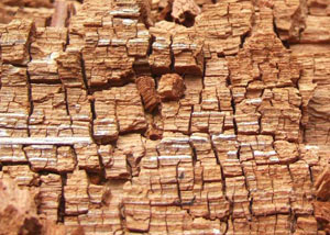 Wood severely damaged by dry rot damage in Monroe