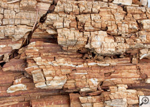 Dry rot damage on wood in Lake Charles