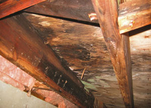Extensive crawl space rot damage growing in Forest