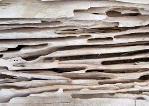 Carpenter ant tunnels and galleries in structural wood in a Forest home