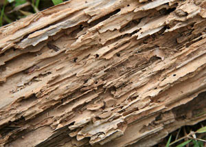 Termite-damaged wood showing rotting galleries outside of a Lake Charles home