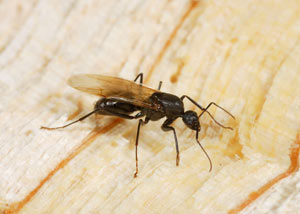 Closeup of a carpenter ant breeder in Hattiesburg