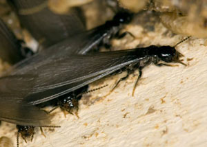 Closeup view of a termite new queen breeder in Houma