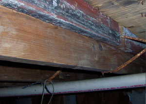 Rotting, decaying wood from mold damage in Philadelphia