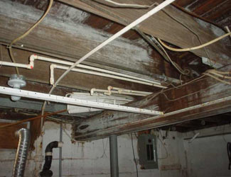 a humid basement overgrown with mold and rot in Metairie